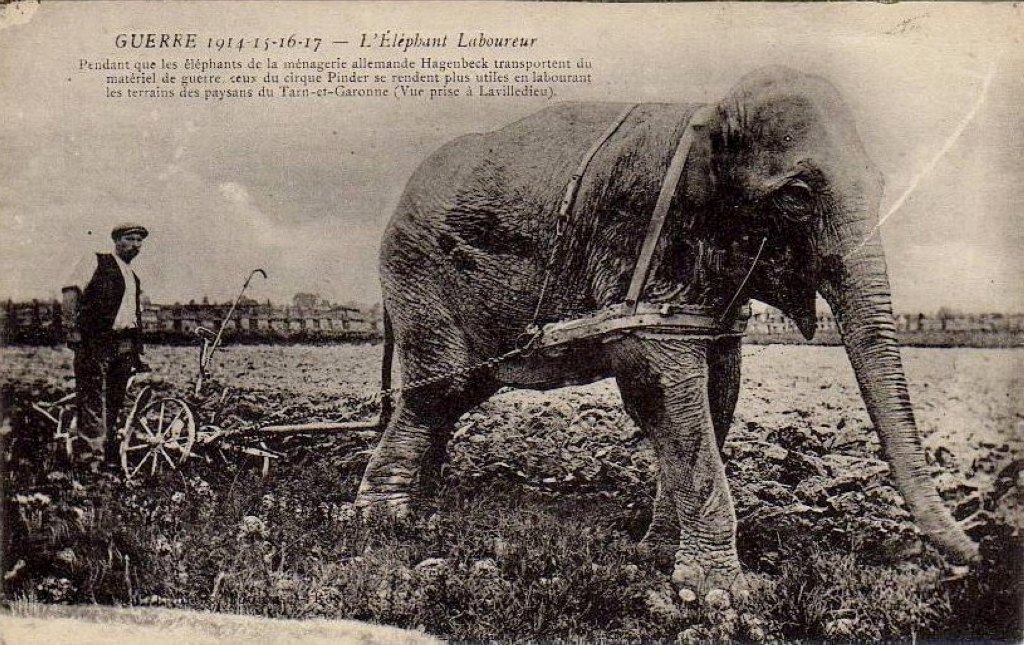 Carte postale montrant un éléphant participant aux labours.