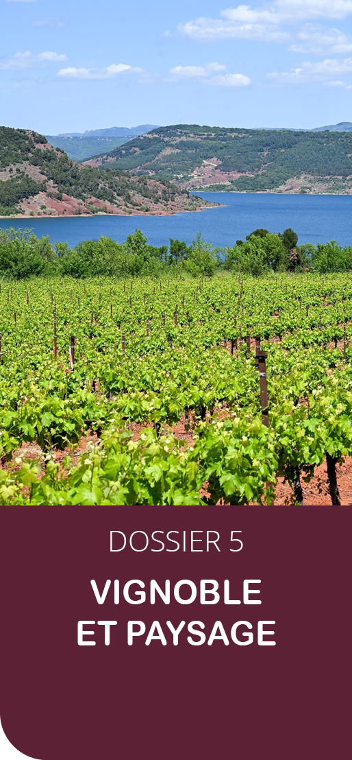 Vignoble et paysage