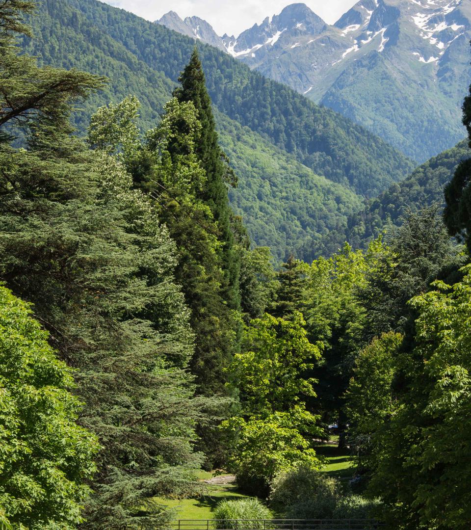 Perspective sur les Pyrénées du parc du casino, cadrée par le cèdre de l'Atlas et le sequoia géant.