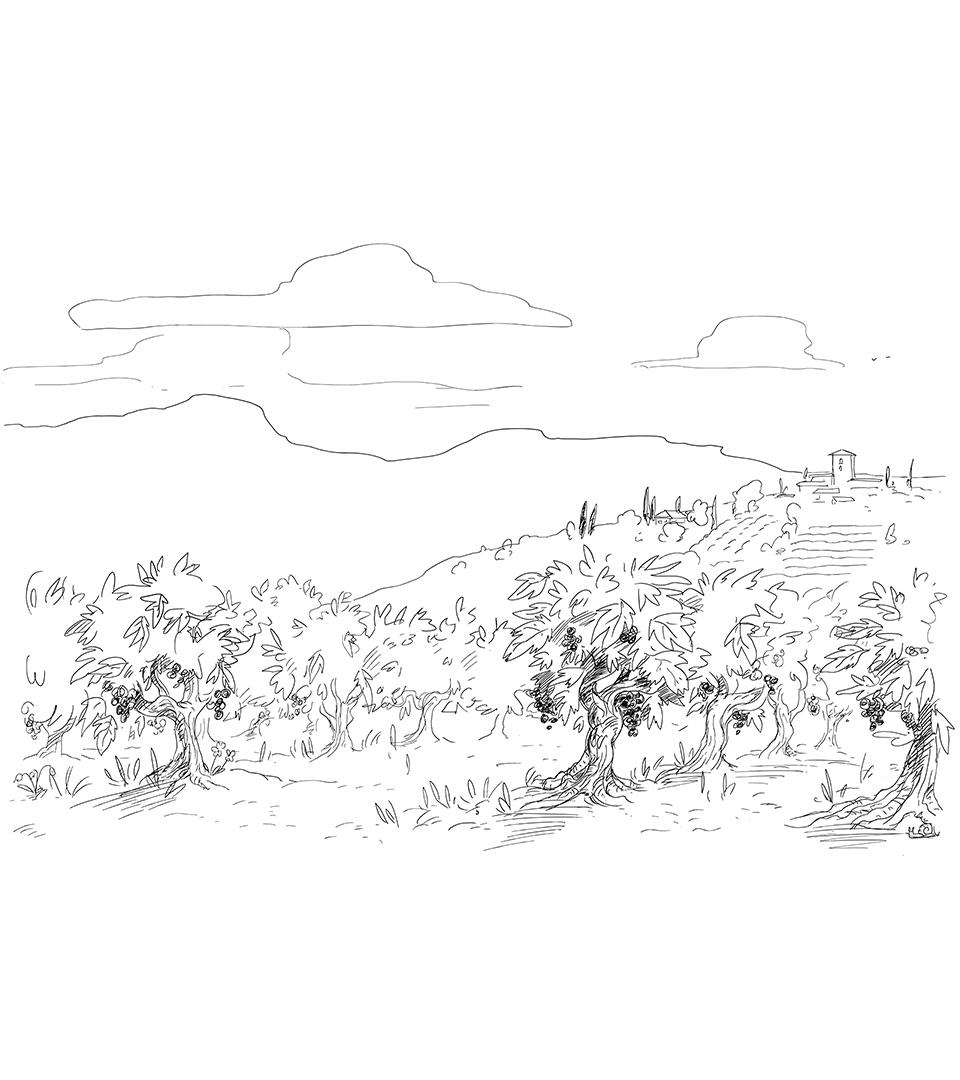 Paysage viticole