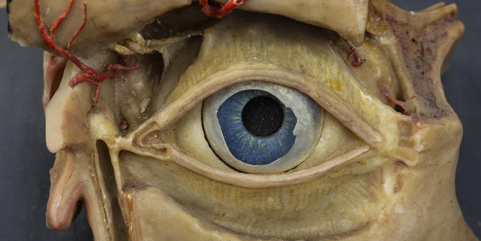 Oeil