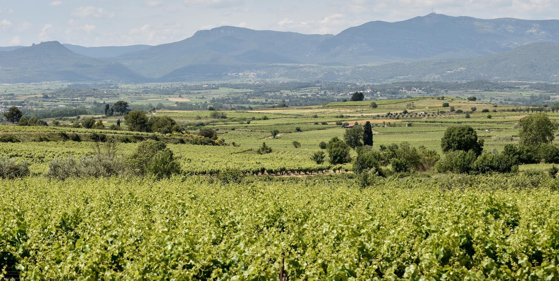 Paysage de vignes dans l'Hérault