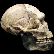 Homme de Tautavel. Tautavel (66)