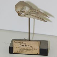 Crâne de corbeau, collège d'Istrie (46)
