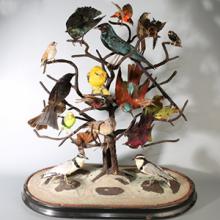 Collection d'ornitholgie, Institution Saint-Joseph, Rodez (12)