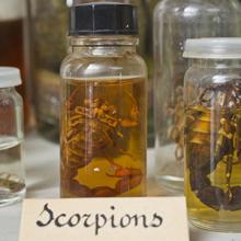 Scorpion conservé dans du formol, Institution Saint-Joseph, Rodez (12)