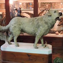 Animal naturalisé : César, chien des Pyrénées, Institution Saint-Joseph, Rodez (12)